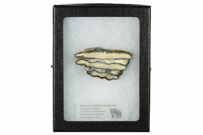 Mammoth Molar Slice with Case - South Carolina #165108